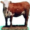 Raising Livestock For Profit